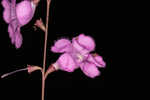 Scaleleaf false foxglove